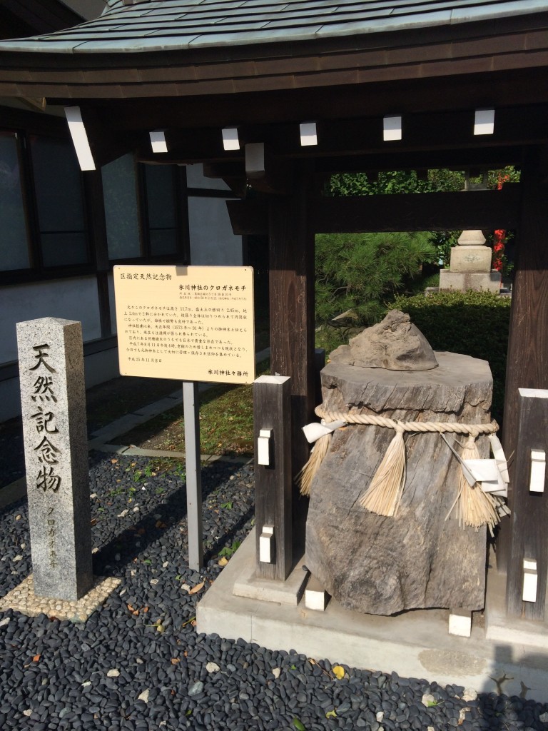 氷川神社 クロガネモチ