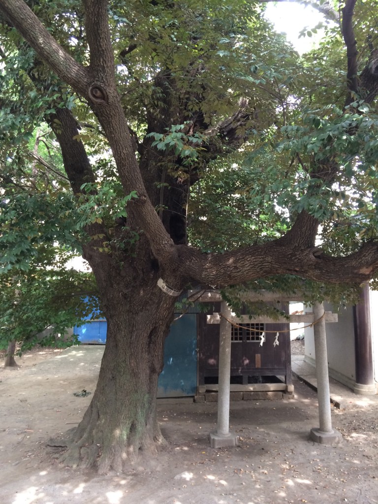 氷川神社（舎人）