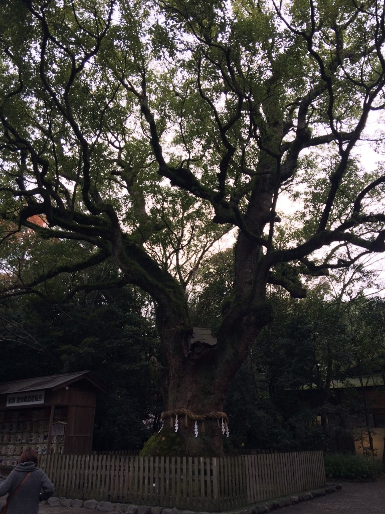 熱田神宮 大楠