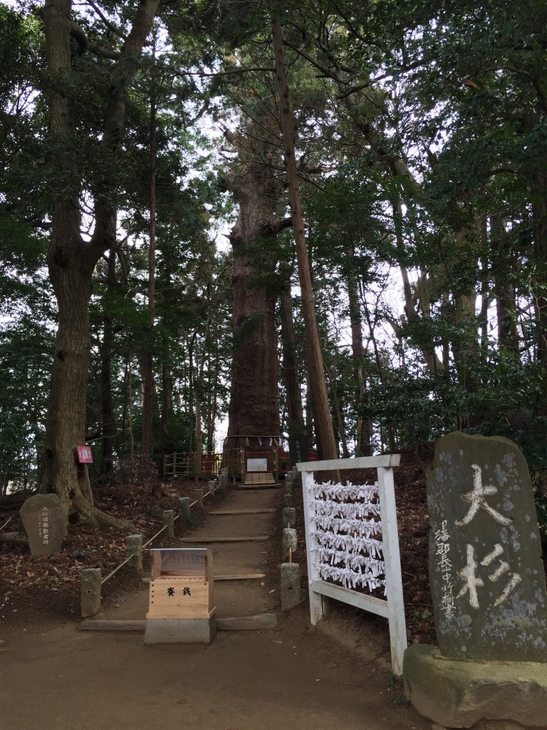 麻賀多神社 ご神木 大杉